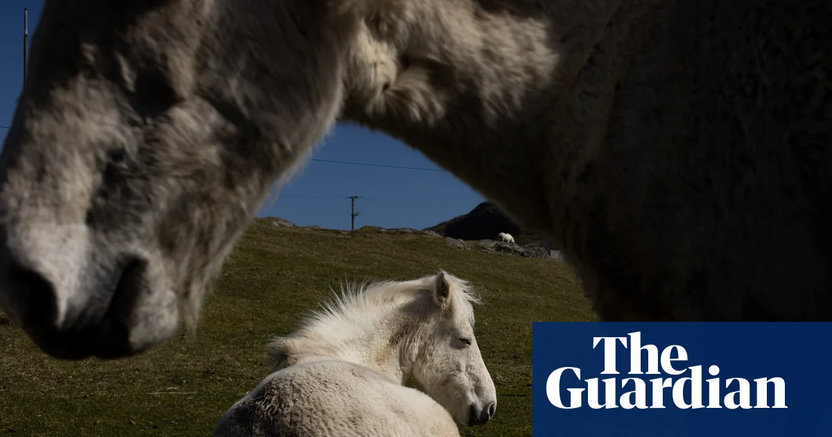 The Endangered Eriskay Ponies of the Outer Hebrides: A Photo Essay