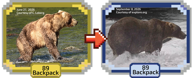 Backpack Wins Fat Bear Week 2026, Defeating Champion Bear 910's Offspring