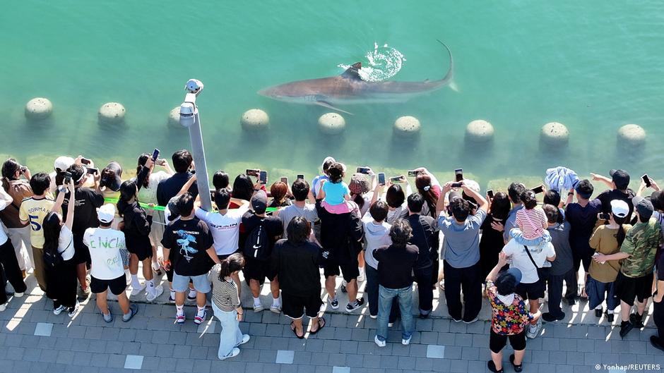 South Korea Shark Draws Over Half a Million Visitors