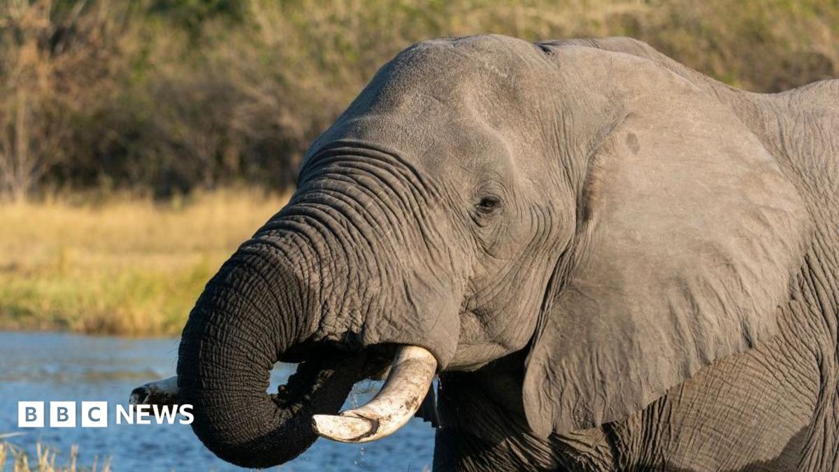 Botswana Faces International Backlash Over Elephant Culling on Independence Day