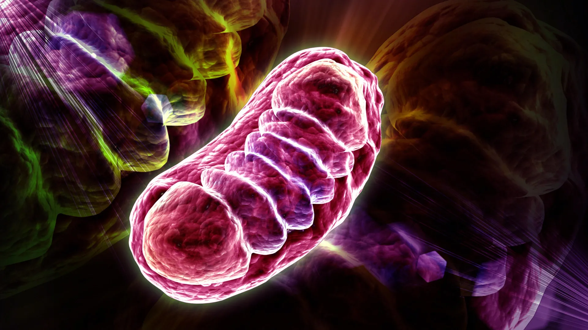 Leucine powers cells beyond muscle growth