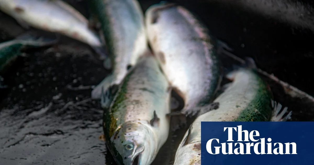 Animal Equality UK Labels Lack of Fish Slaughterhouse Inspections a Disgrace