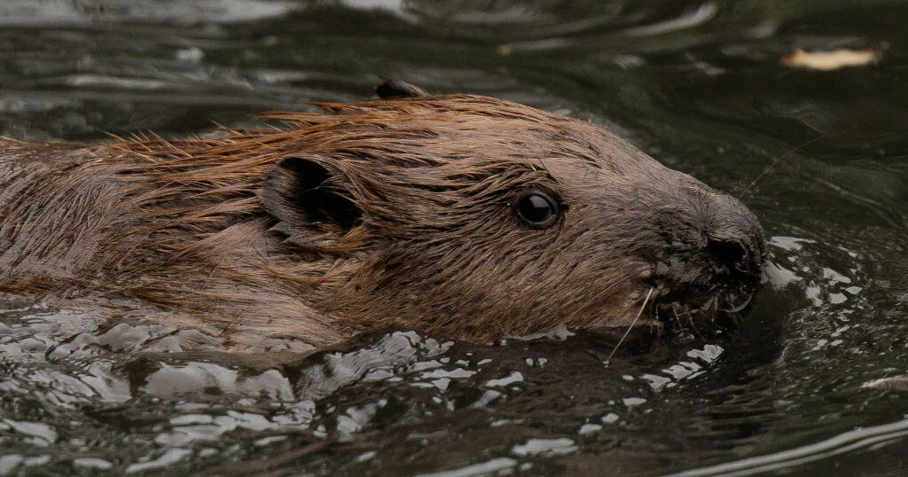 Beavers Shield Greenford from Floods in West London