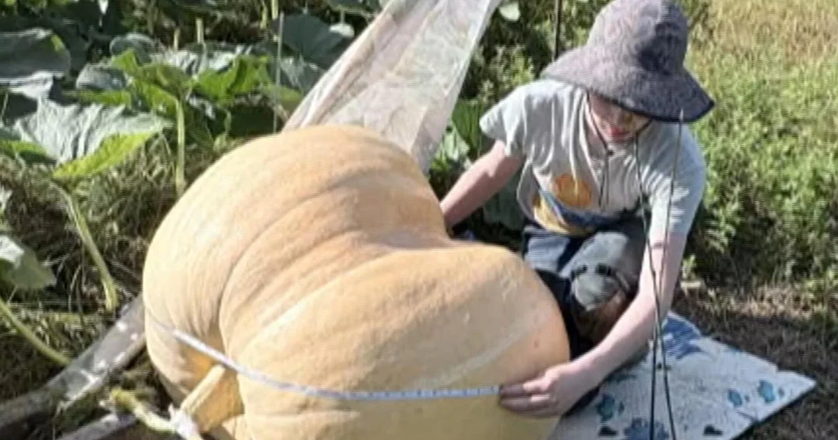 Teen Turns Grandmother’s Pumpkin Seeds into 500‑Pound Monster Pumpkin