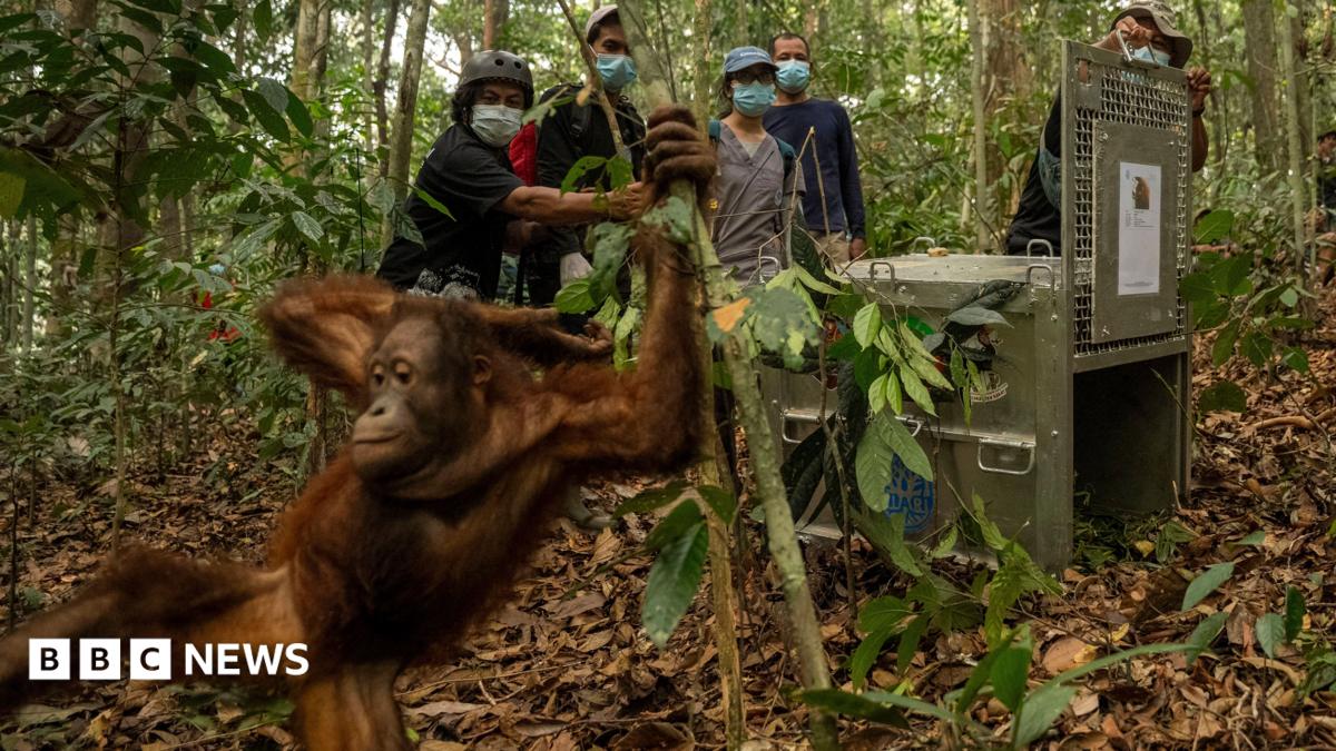 Orangutans Reintroduced to Borneo Forest After Devastating Fires