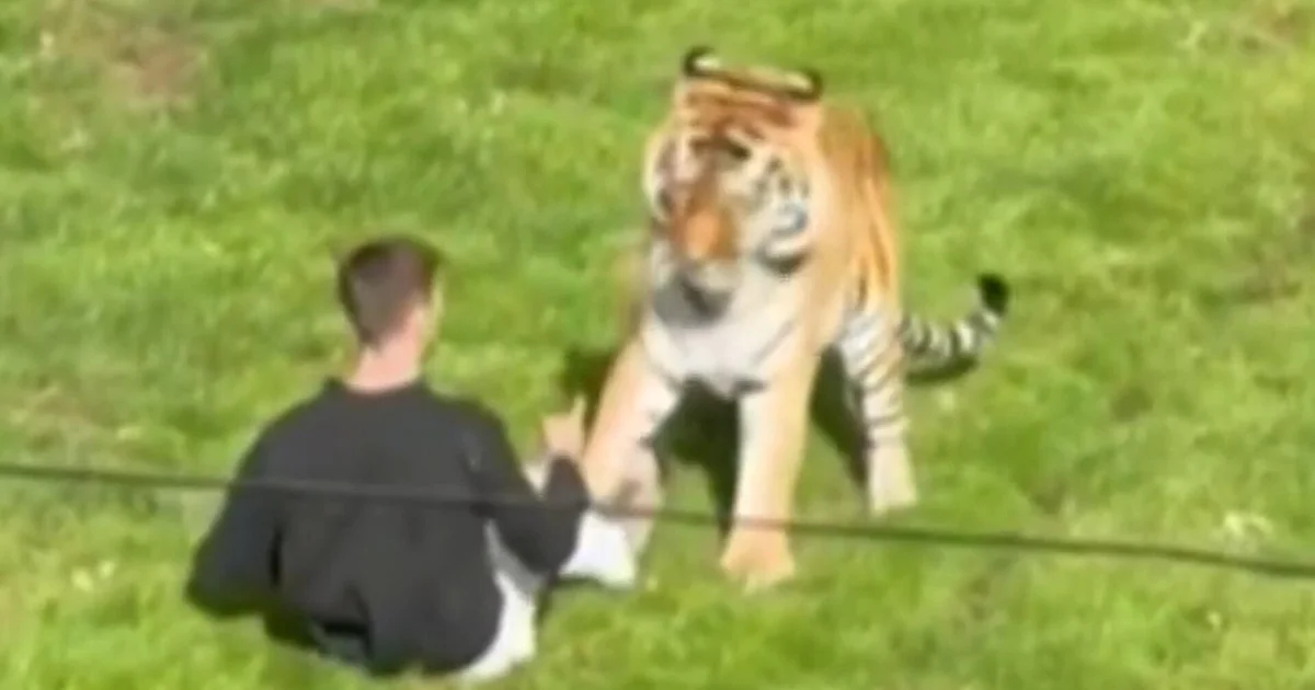 Witnesses Describe Fatal Tiger Encounter at Northern England Park