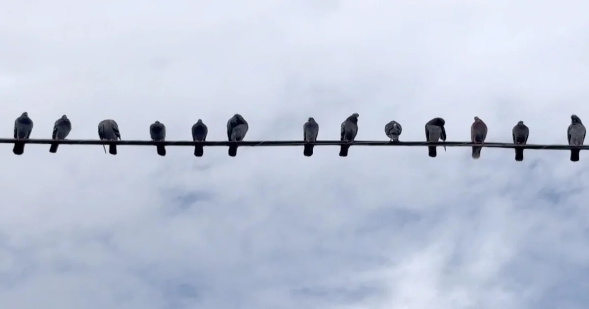 Philadelphia Couple Turns Pigeons Into Beloved City Tour