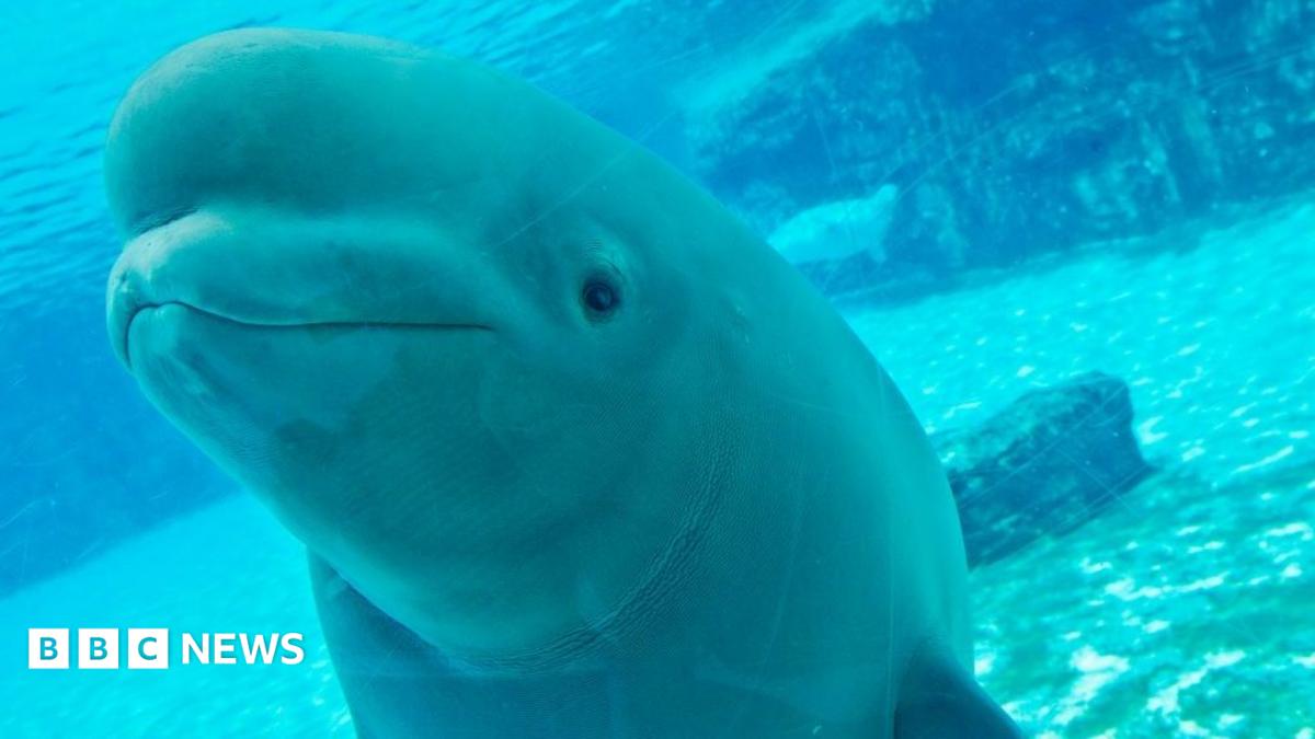 Canada’s 30 Rescued Belugas Face an Uncertain Future