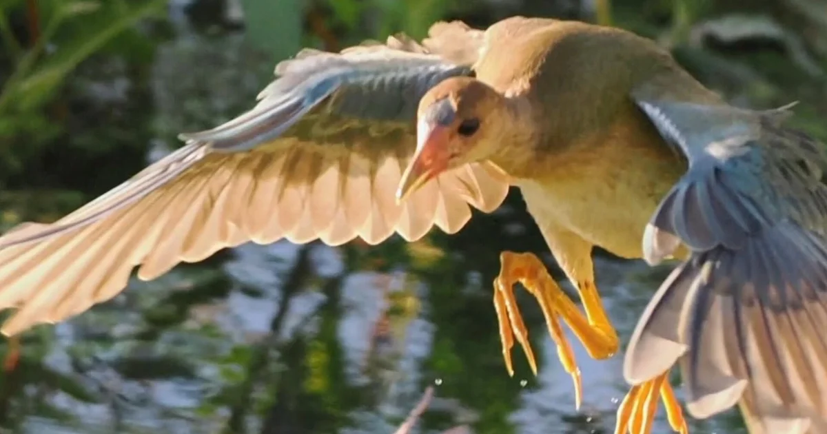 Irvine Community Awed by Rare Caribbean Bird Sighting