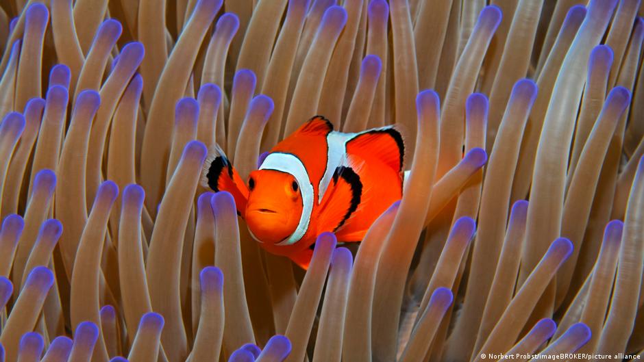 IUCN Warns 96% of Coral Reefs Face Critical Collapse by 2075