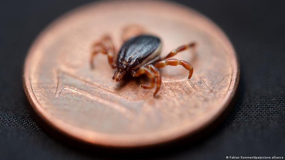 Germany and Kosovo Join Forces to Combat Tickborne Crimean Congo Virus