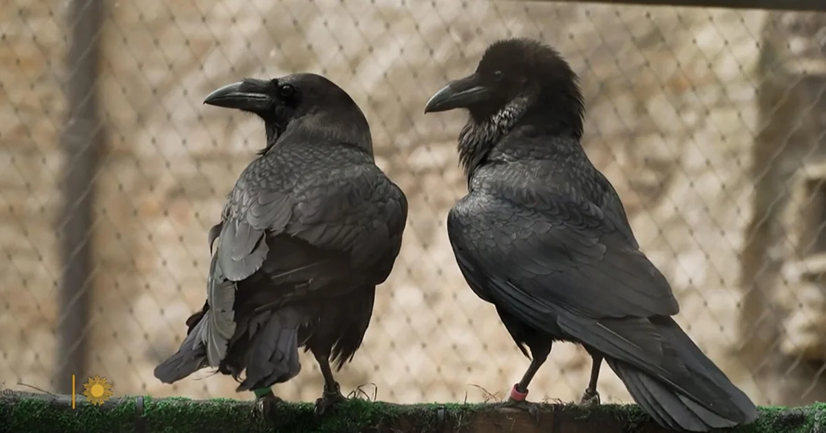 Inside the Tower of London with the Ravenmaster