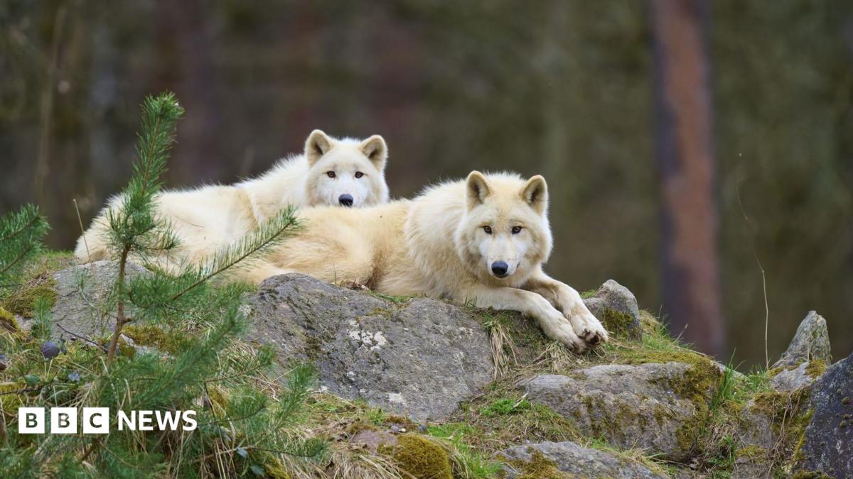Eight-Year-Old Girl Injured in Wolf Attack at German Wildlife Park