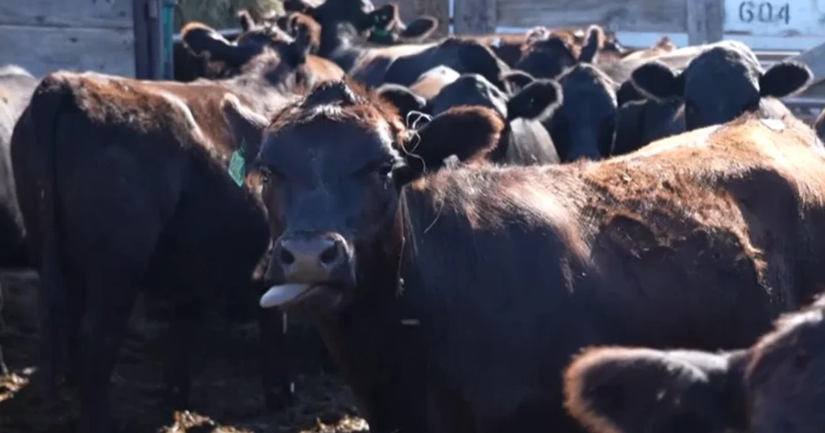 Beef Prices Surge to Record Levels as US Cattle Herds Hit Historic Low