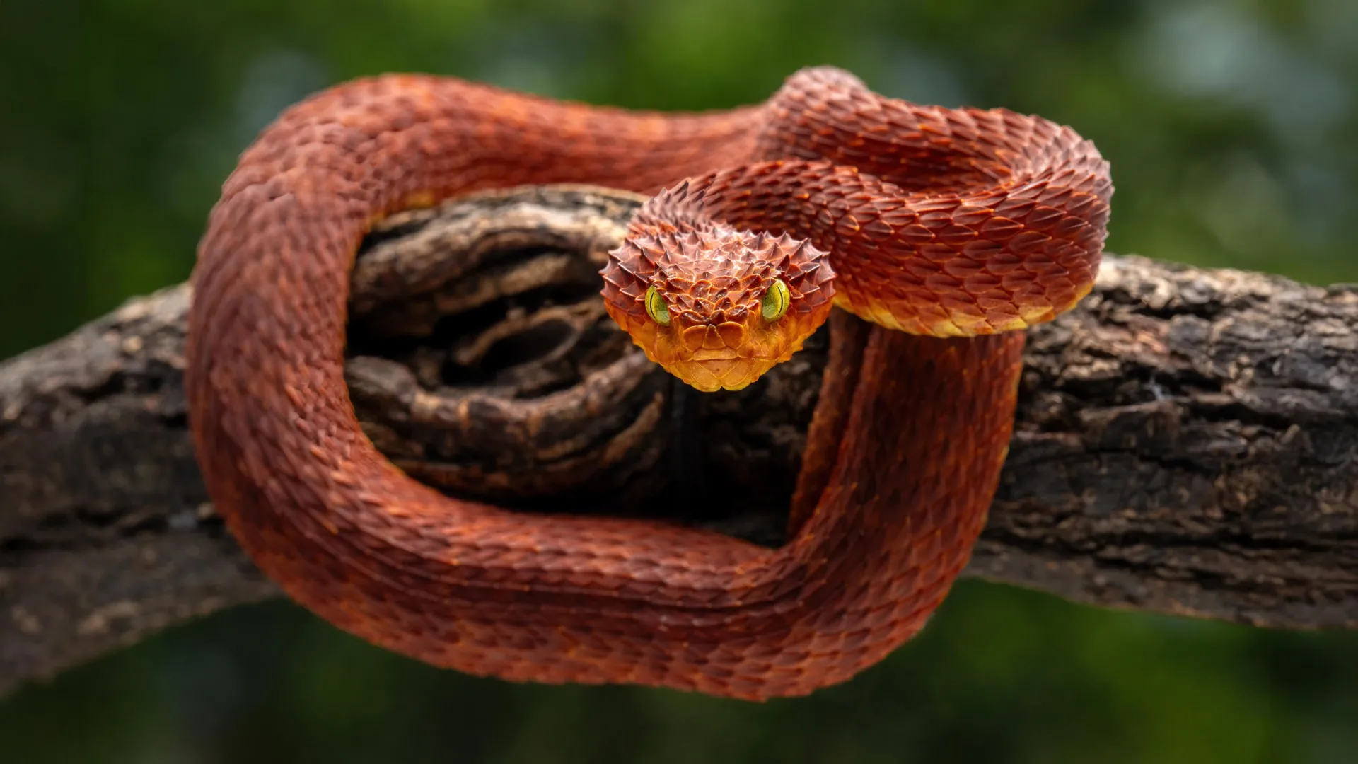 Scientists Uncover Powerful New Antivenom From Rattlesnake Blood