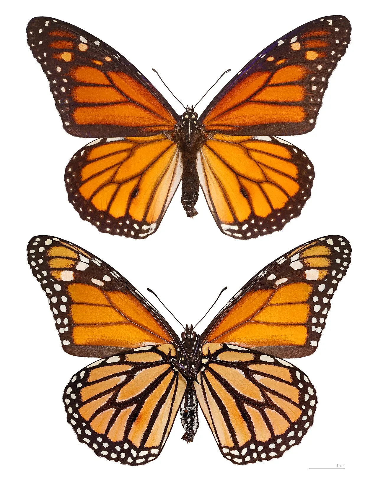 Cover image for Anderson Cooper Witnesses Monarch Butterfly Migration