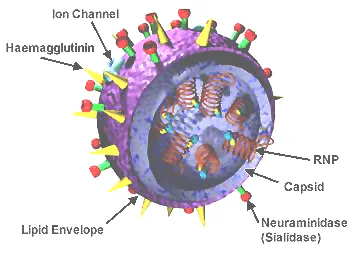 Cover image for Moderna's mRNA Flu Vaccine Gets FDA Approval