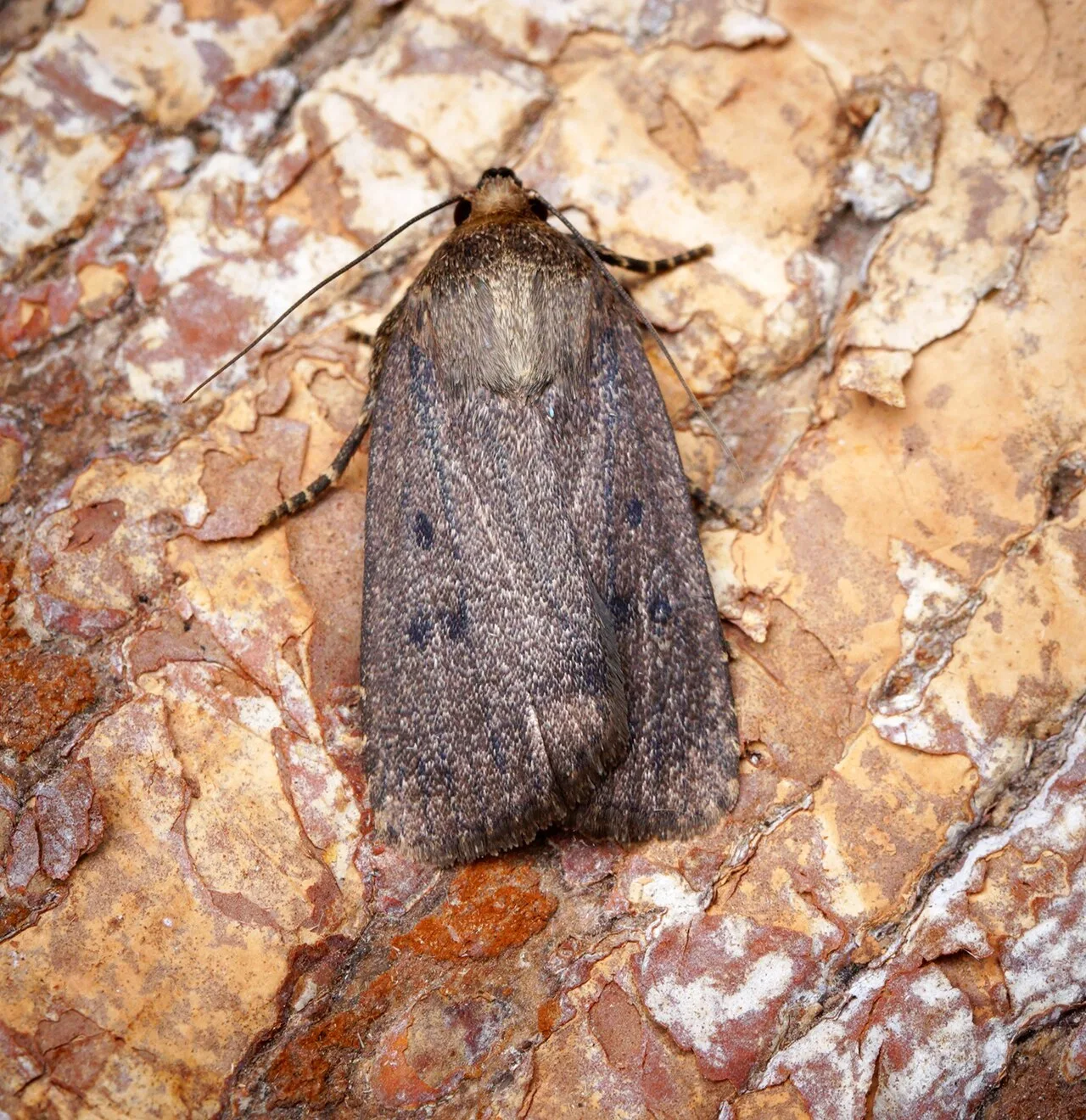 Moth Migration Hits UK Gardens