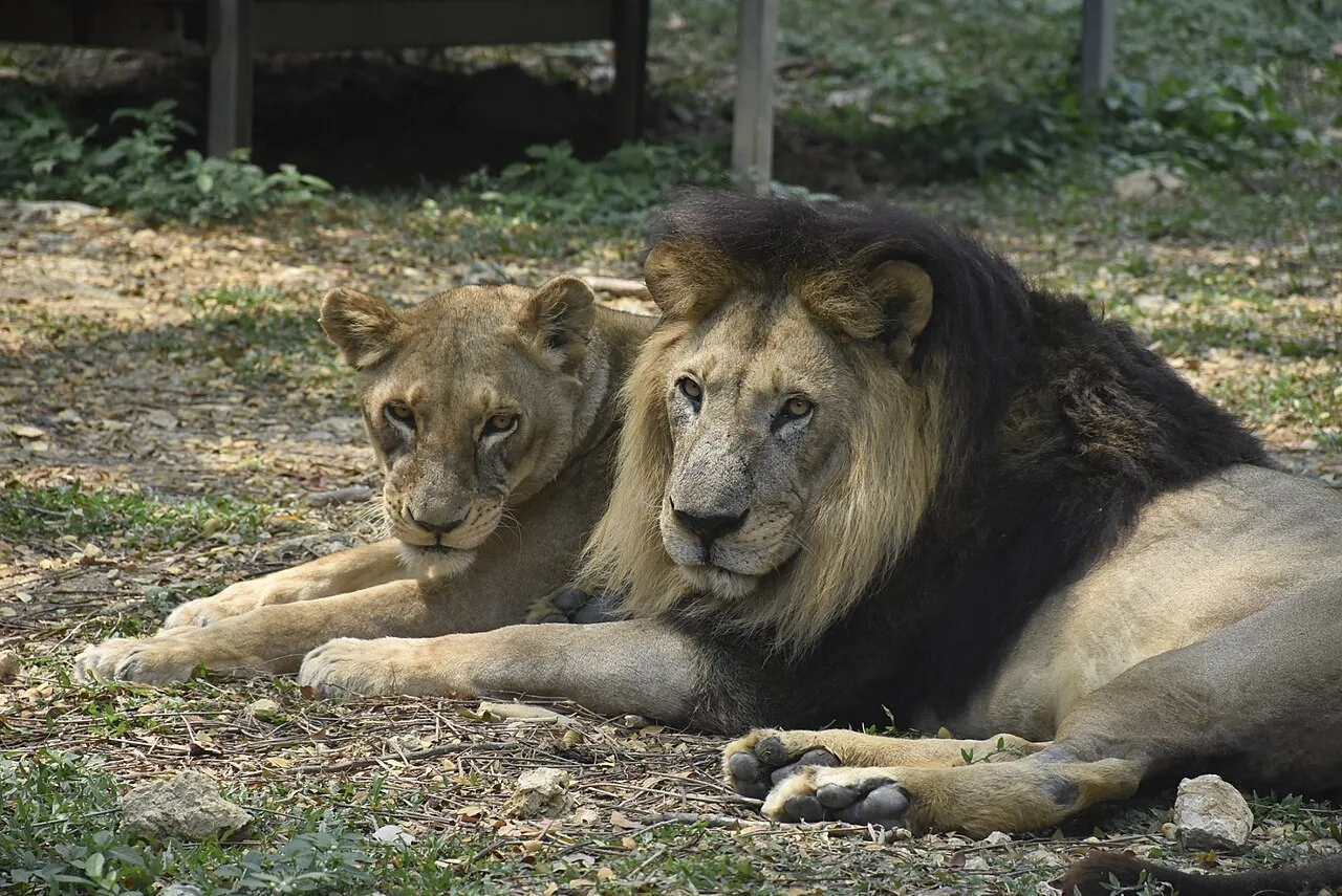 Cover image for Tokyo Zoo Lions Die of Heatstroke