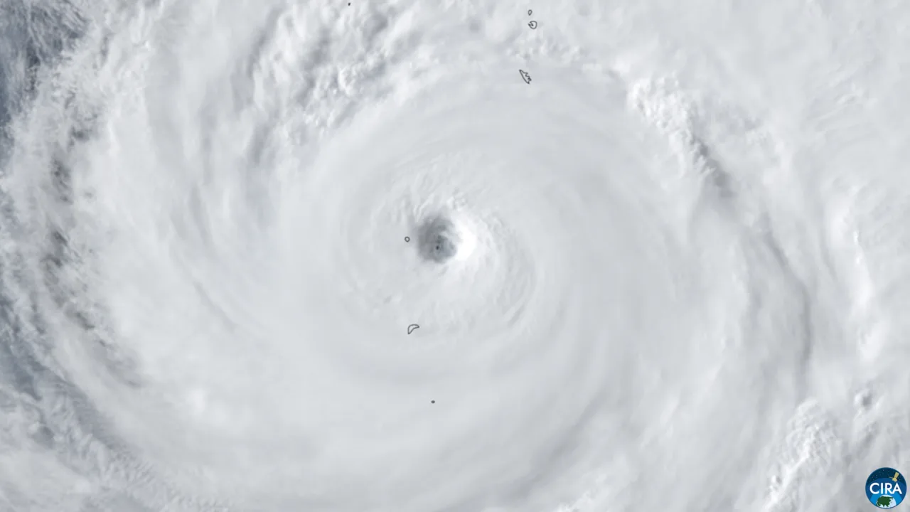 Cover image for Typhoon Dolphin Hits Japan