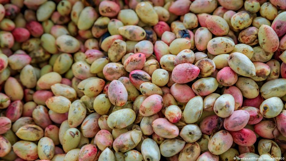 Iran and America: The Shared Story of Pistachio Roots and Vanishing Groundwater