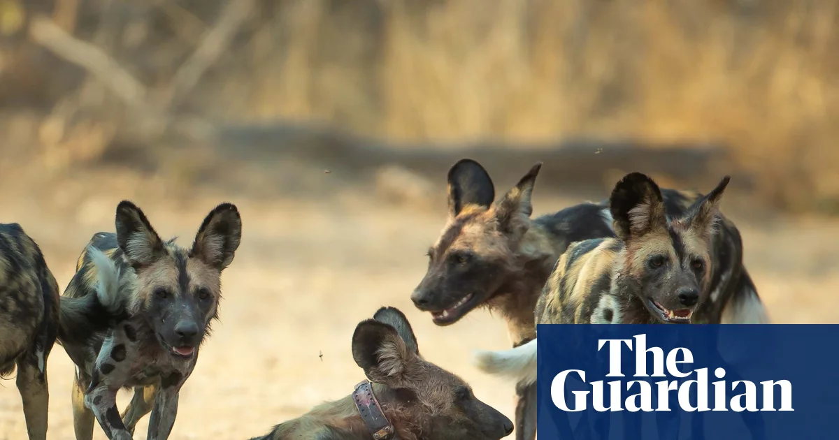 Three African Wild Dog Brothers Complete Record Journey Across Zambia
