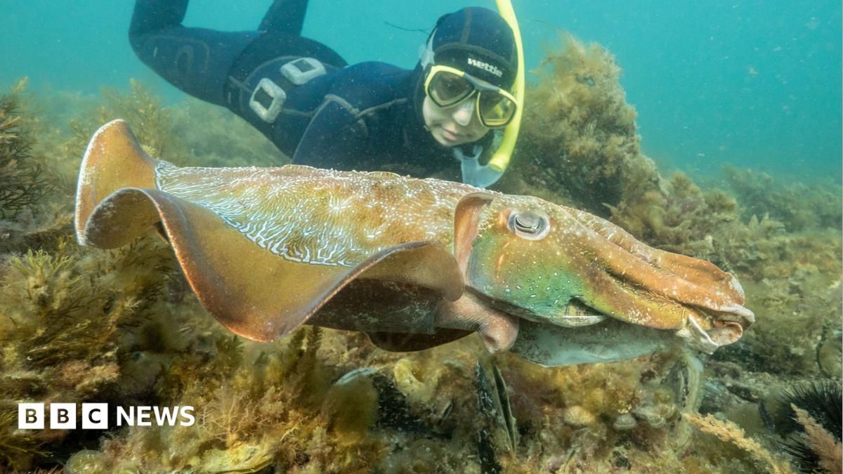 Australia’s Giant Cuttlefish Mating Season Sees Record Low Attendance