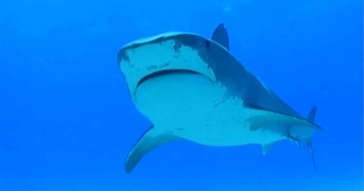 Swimmer Dies After Shark Attack as Onlookers Watch in Horror