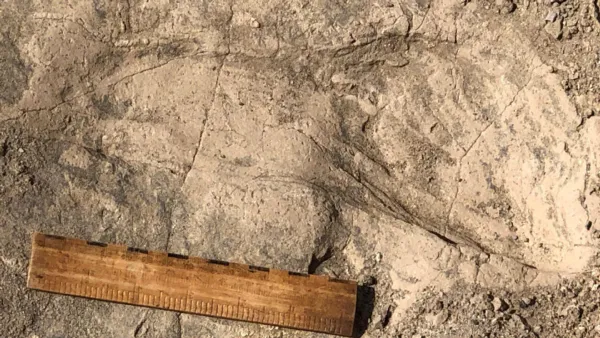 Ancient Kenyan Footprints Reveal Large Paranthropus boisei Groups
