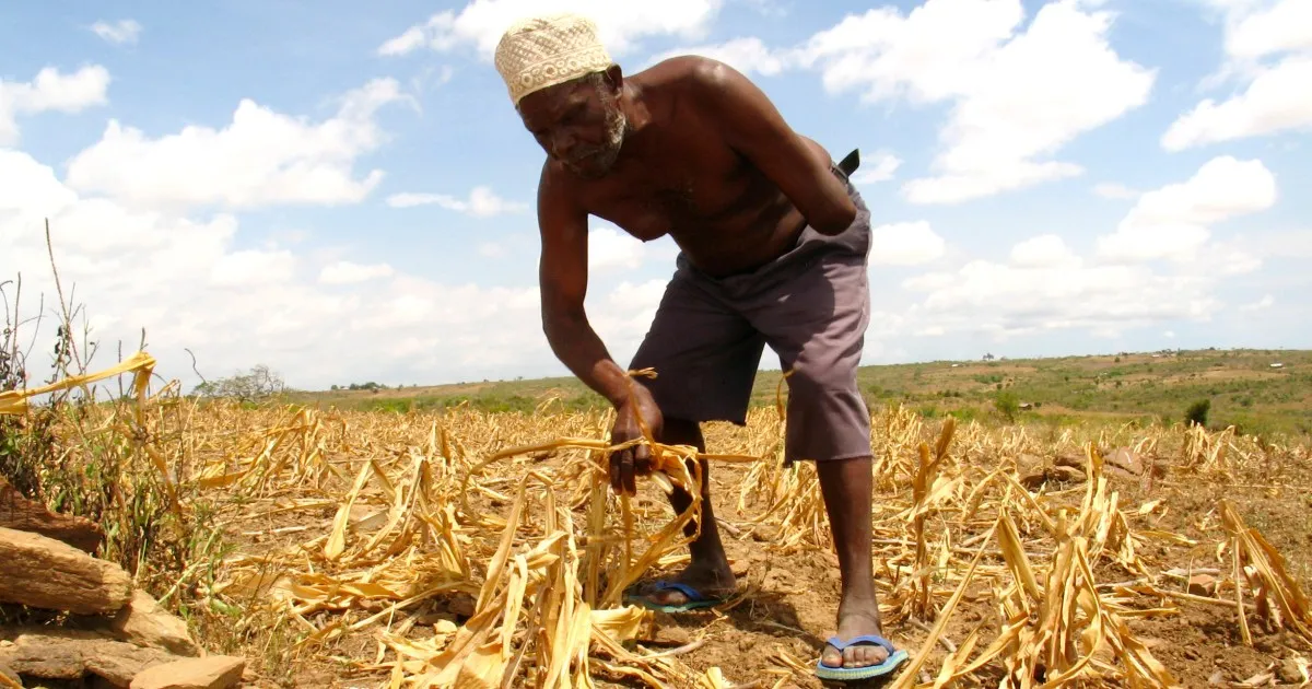 African Green Revolution Endangers Traditional Food Systems
