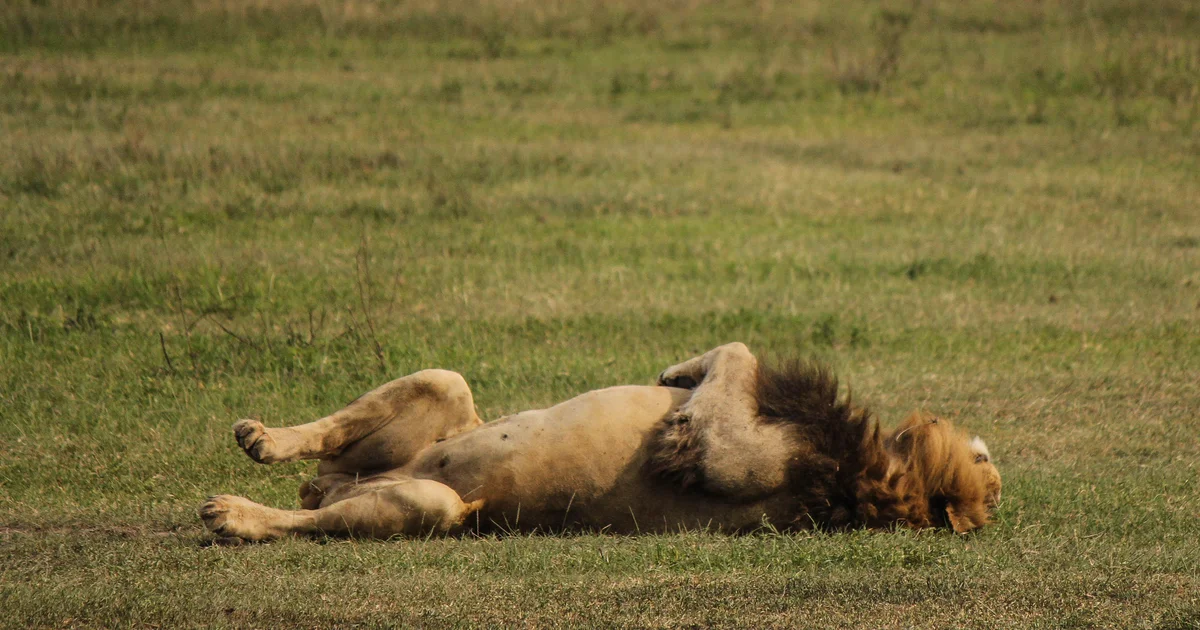 Ten Lions Found Dead in Suspected Poisoning at African Reserve