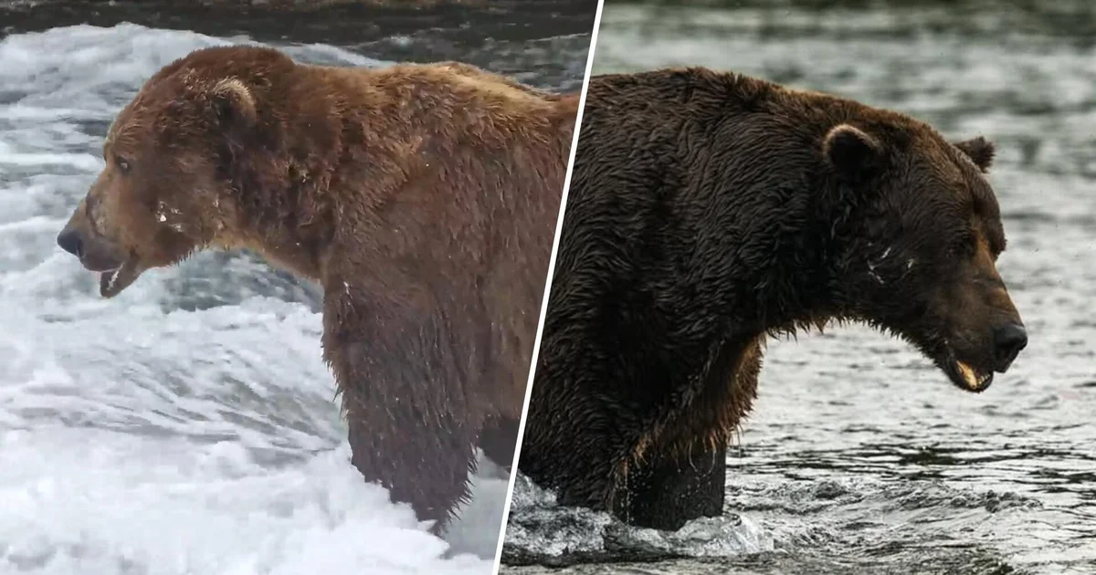 Fat Bear Week 2026: Meet Backpack, Bucky & Other Chunky Contenders