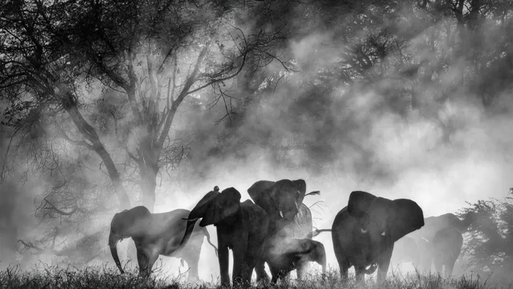Werner Herzog’s ‘Ghost Elephants’ Lands Home Entertainment Deal with Buffalo 8