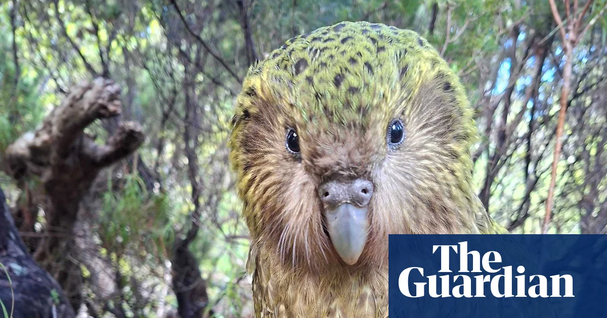 Kākāpō breeding boom adds 90 chicks, population tops 325